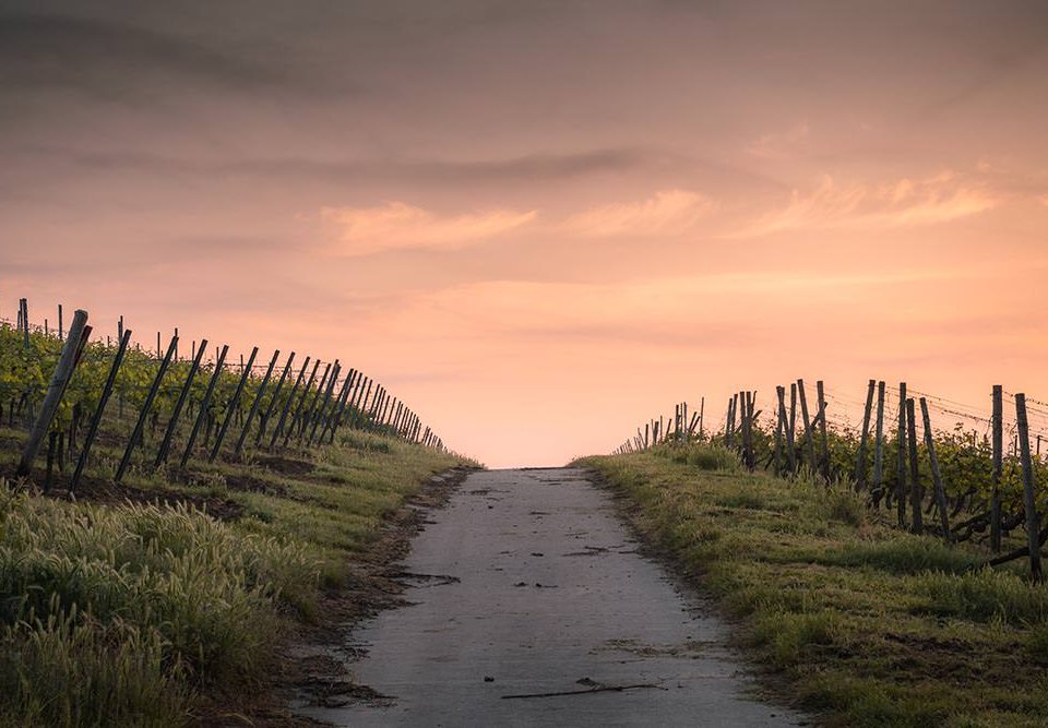 Die Hiwweltour Bismarckturm in Ingelheim